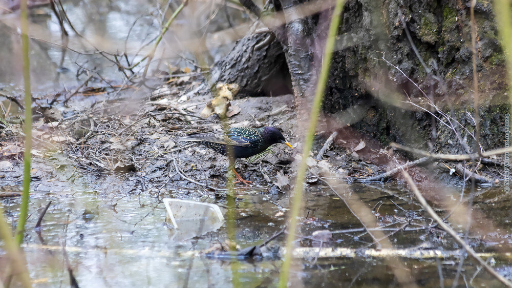 2. Скворец © NickFW.ru — 12.04.2024г.