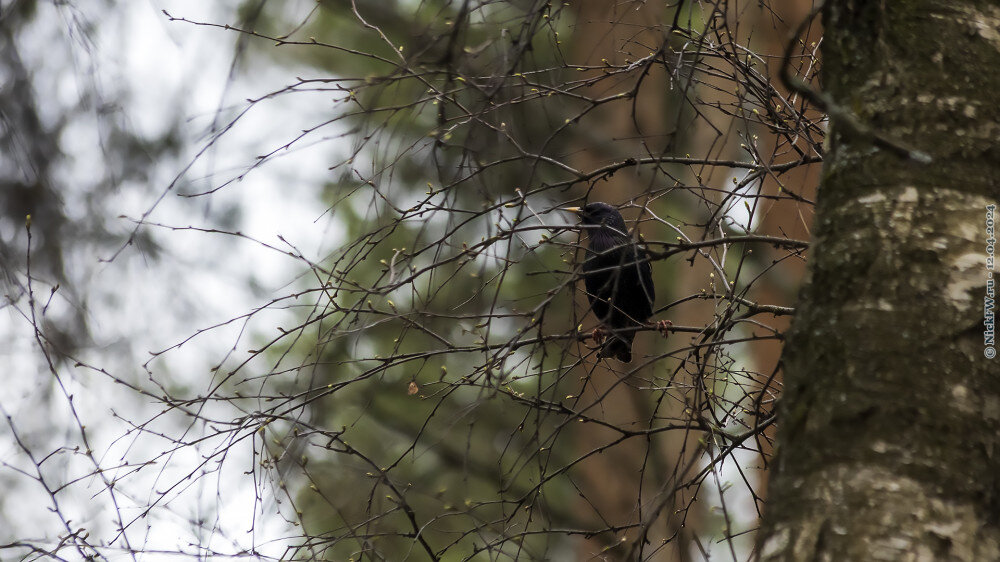 1. Скворец © NickFW.ru — 12.04.2024г.
