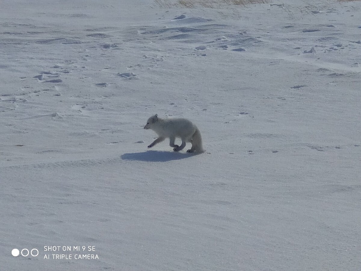 Увидеть воочию северного песца.