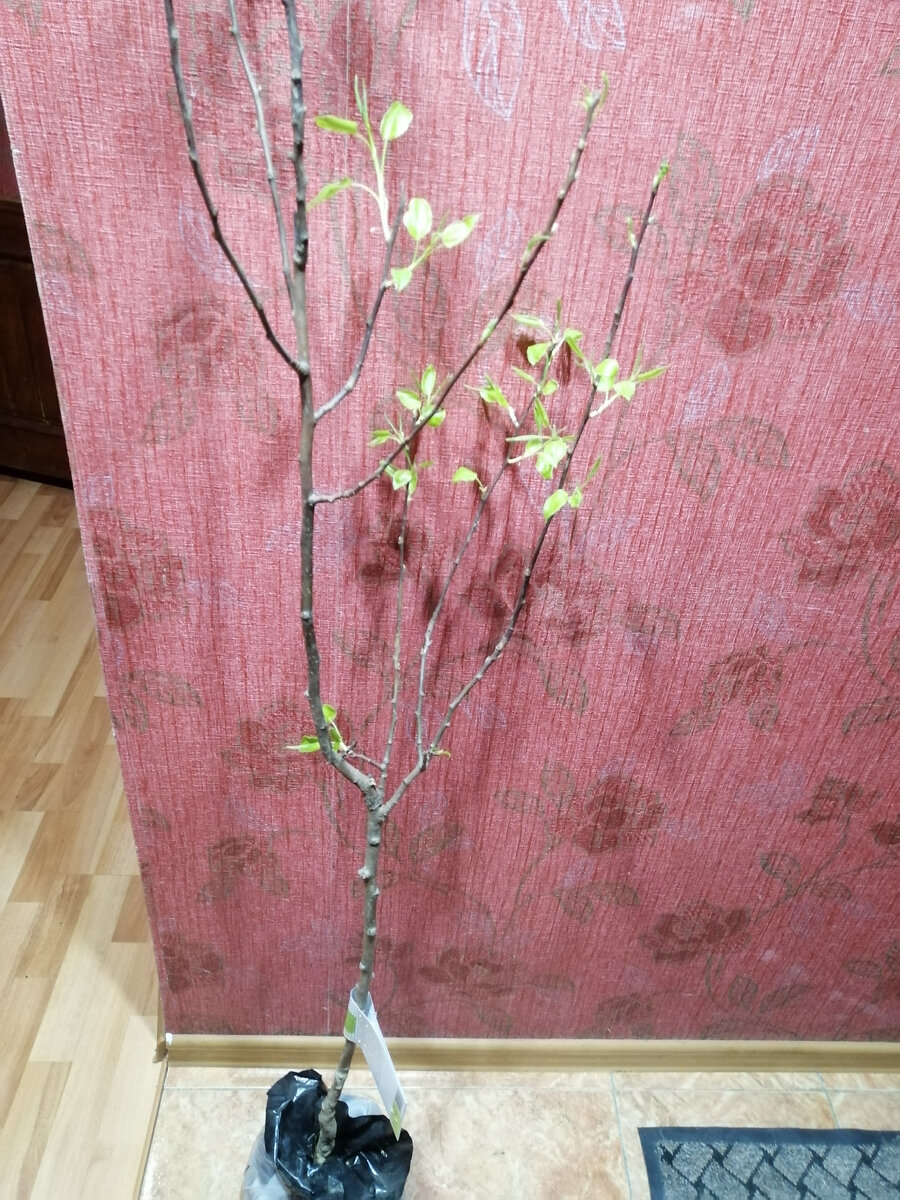 Моя груша, сорт "Лада" . Трехлетний саженец. 