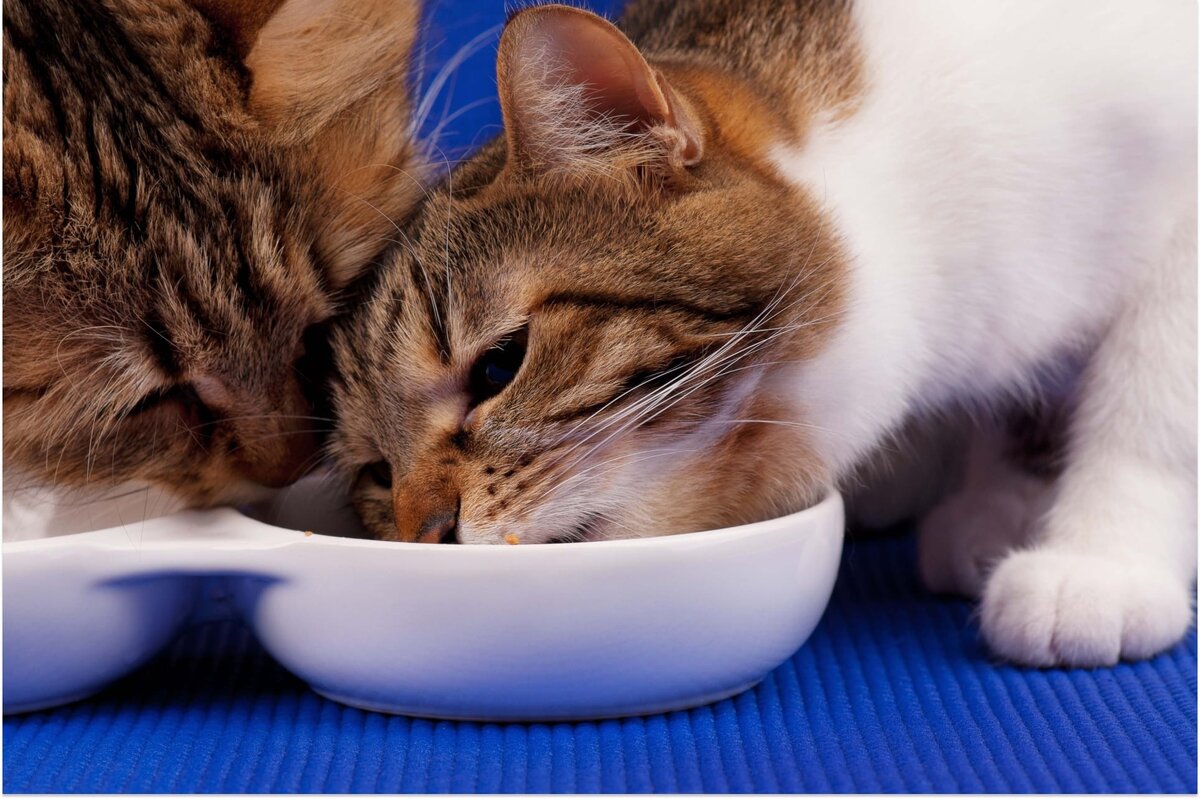 Fishki net солянка. Fishki net солянка. Fishki net солянка. Fishki net солянка. Fishki net солянка.