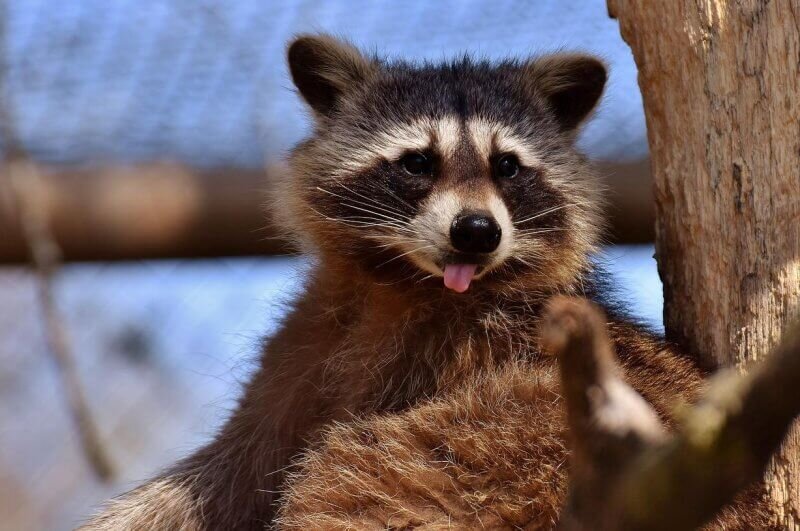    Фото: pixabay.com