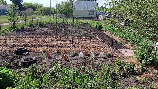 Испытание жарой. Ждем грозу. Вечерняя управа на подворье.