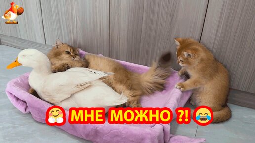 Кошка с Уткой и пришел Котенок поиграть и прилечь ❣️🤗😂