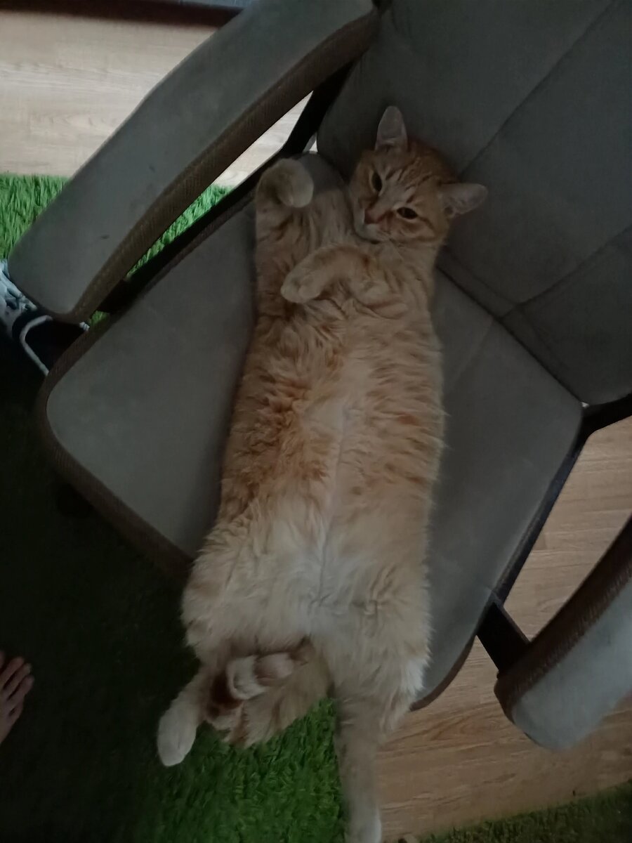 Симба для украшения статьи. Ему срочно нужно новое кресло! 