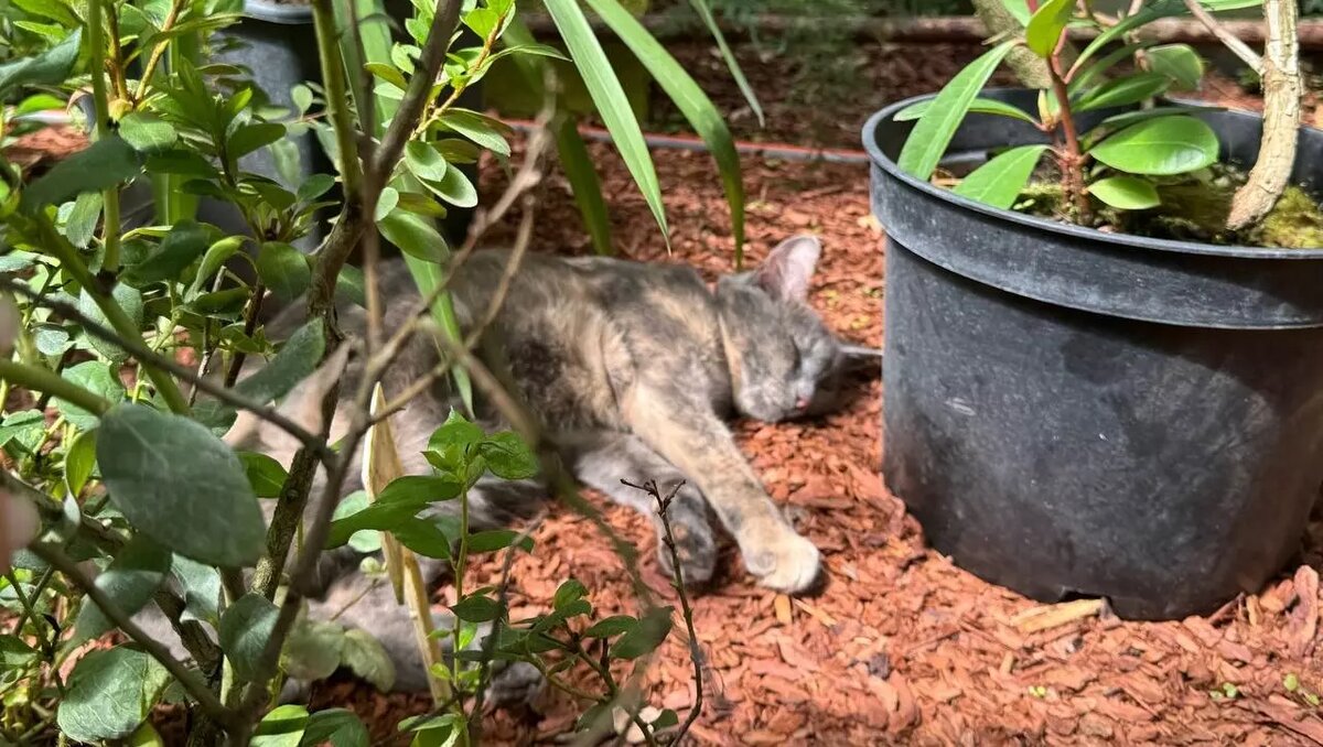     Источник: newsnn.ru