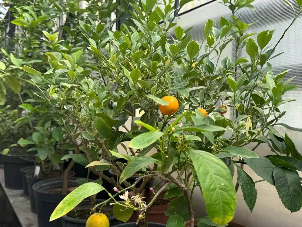     Источник: newsnn.ru