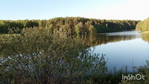 🌳Лес🌲озеро🌊птички поют🐦 😍 Красота родной природы 😍