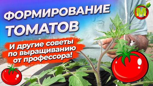 КАК ФОРМИРОВАТЬ и ПАСЫНКОВАТЬ ТОМАТЫ? Как подвязывать томаты?