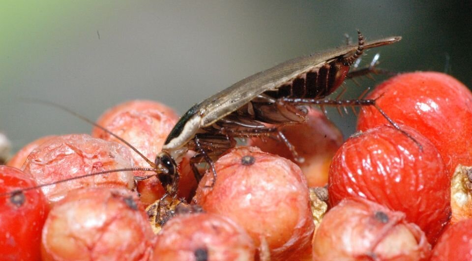   潘立傑 LiChieh Pan / Flickr / CC BY-NC-SA 2.0 DEED