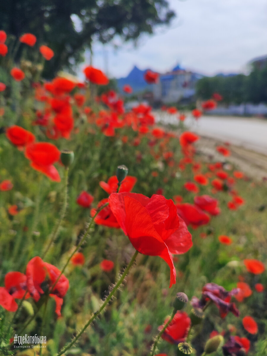 Маки в Коктебеле #гдеКатябыла