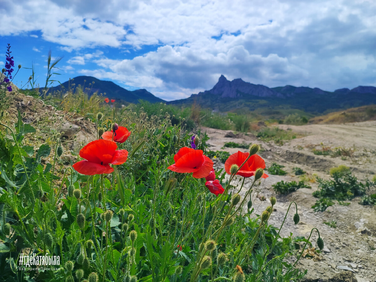 #маки  возле нашего дома #коктебель