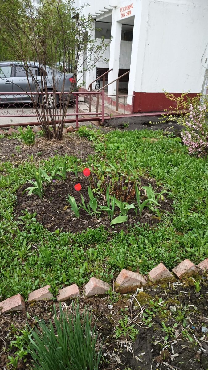 тюльпаны