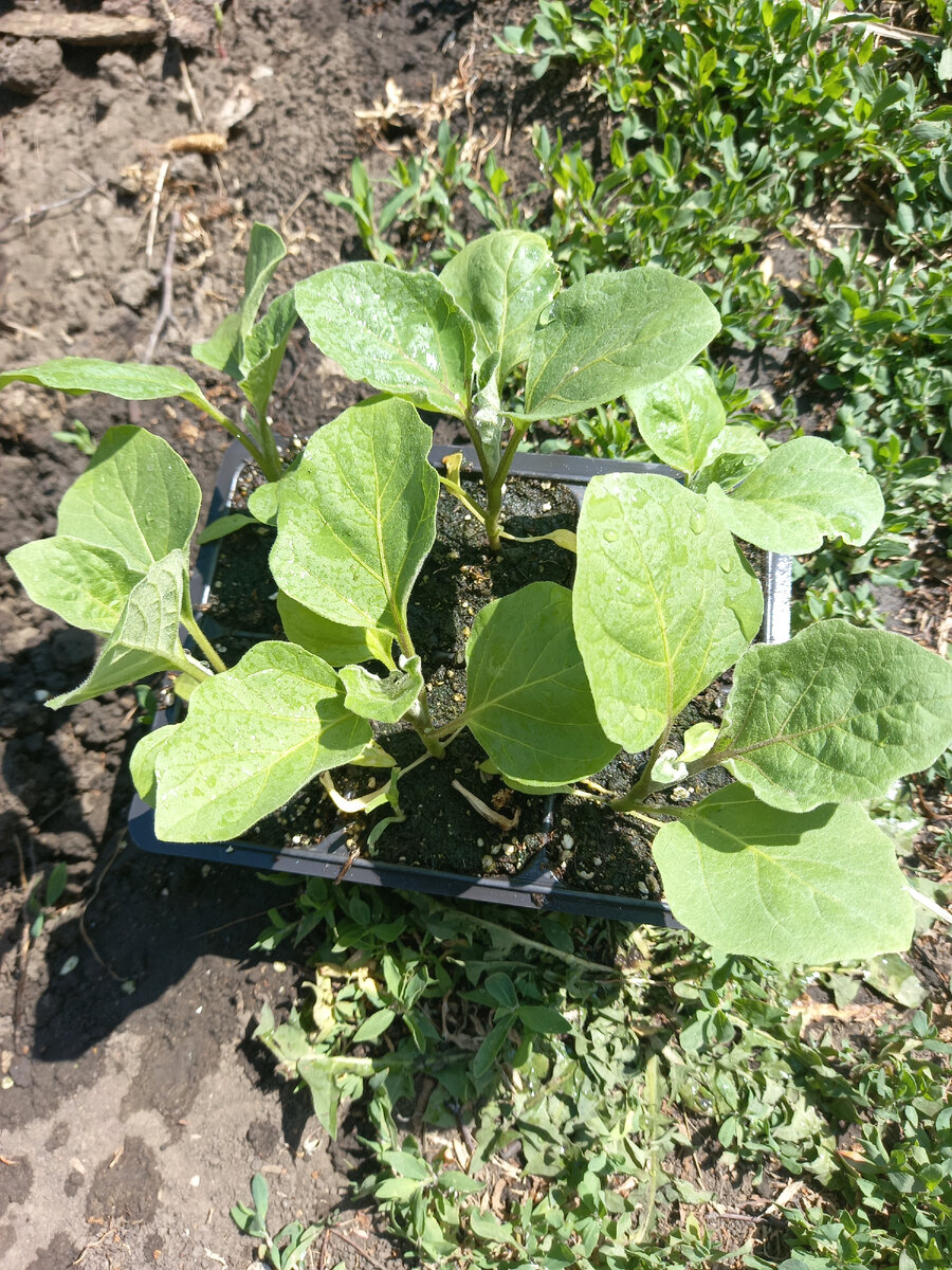 Готовлю рассаду к высадке, пока закаливаю, дня через 2 будет подходящая погода. 