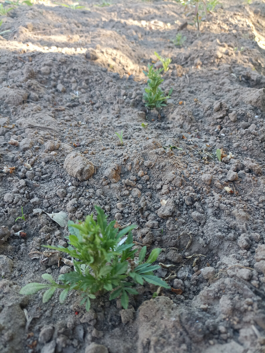 Макушек нет ни у кого, ни боковых побегов