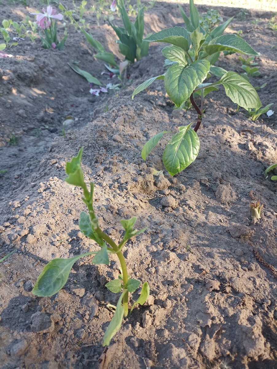 Пару листьев обглодали