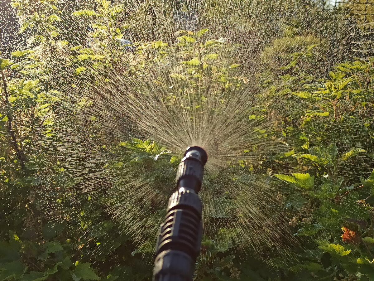 Фото автора. Опрыскиваю смородину