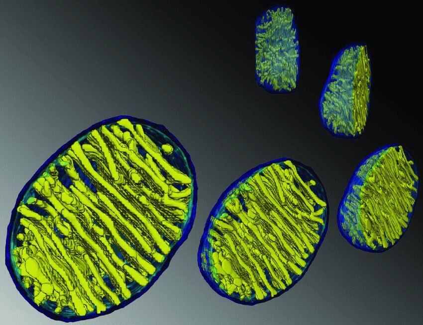 Изображение любезно предоставлено Терренсом Г. Фреем, Университетом штата Сан-Диего, используется в doi: 10.1371/journal pone.0004604).https://doi.org/10.1371/journal.pbio.2005113.g001