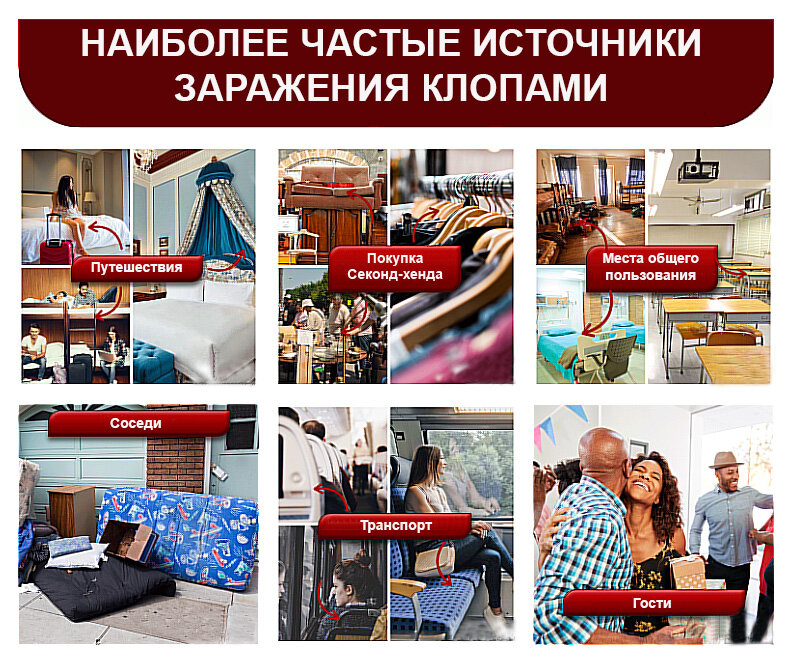 Источники заражения клопами