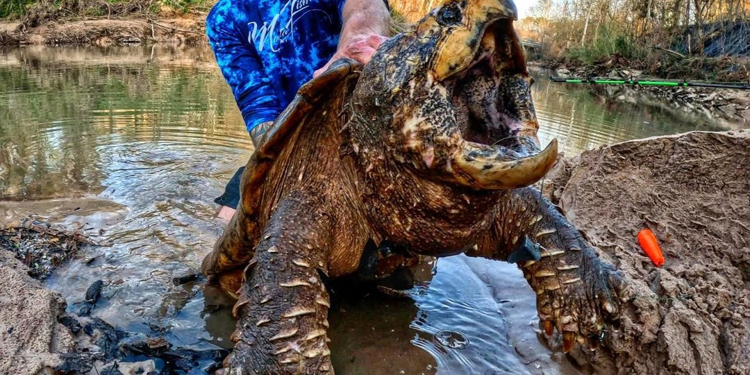 В реках Европы обнаружена опасная грифовая черепаха родом из США. Что известно про этих рептилий?
