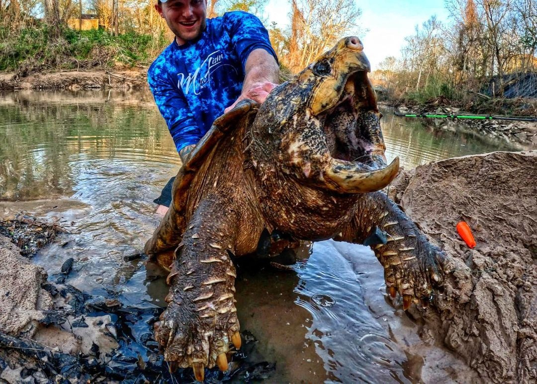 Зачем нужна бензопила, когда есть такой живой секатор? 