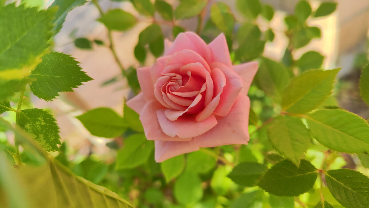 Моя розочка