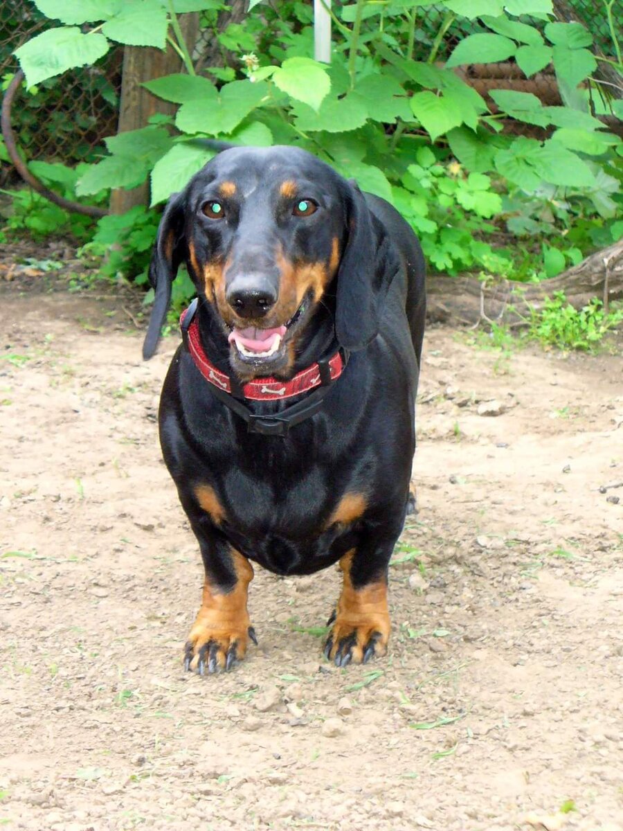 Таксячья щенячья жизнь) | Море, таксы и еда. | Дзен