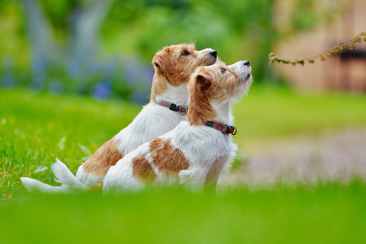 Джек-рассел-терьер