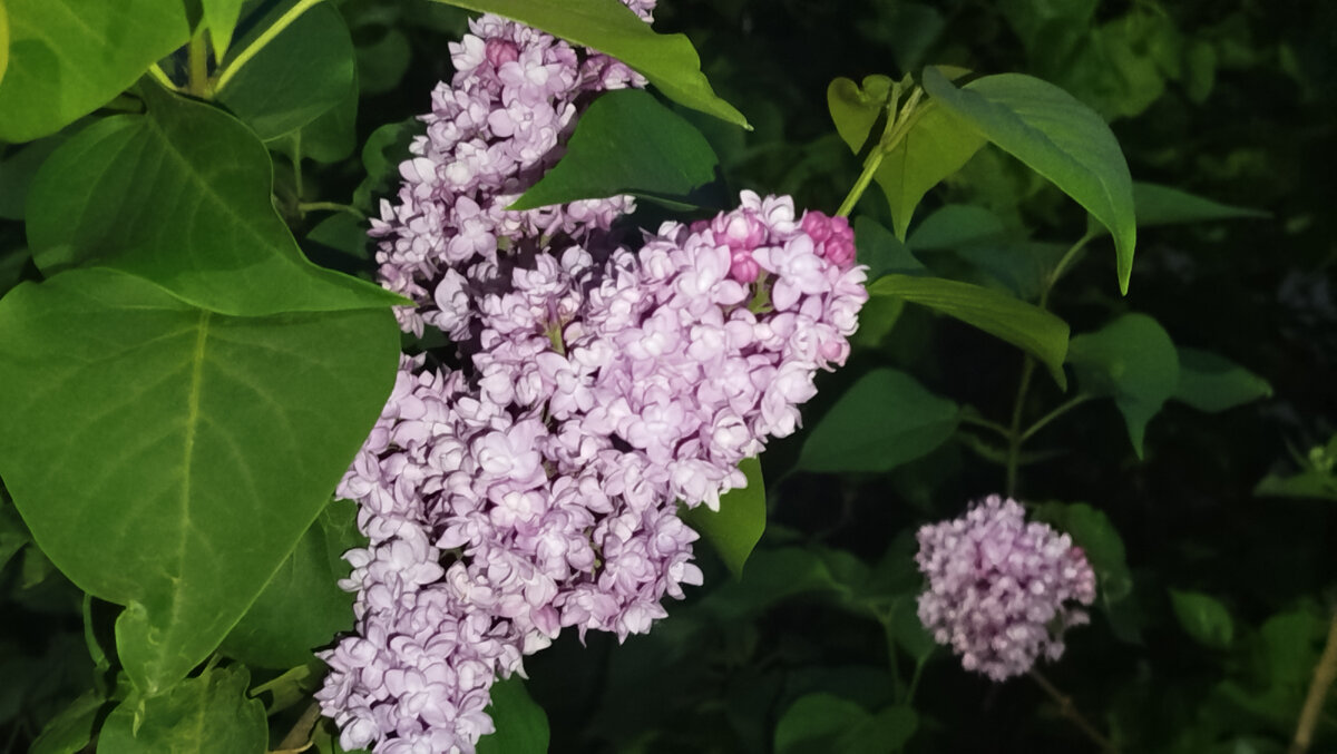 Цветущая сирень