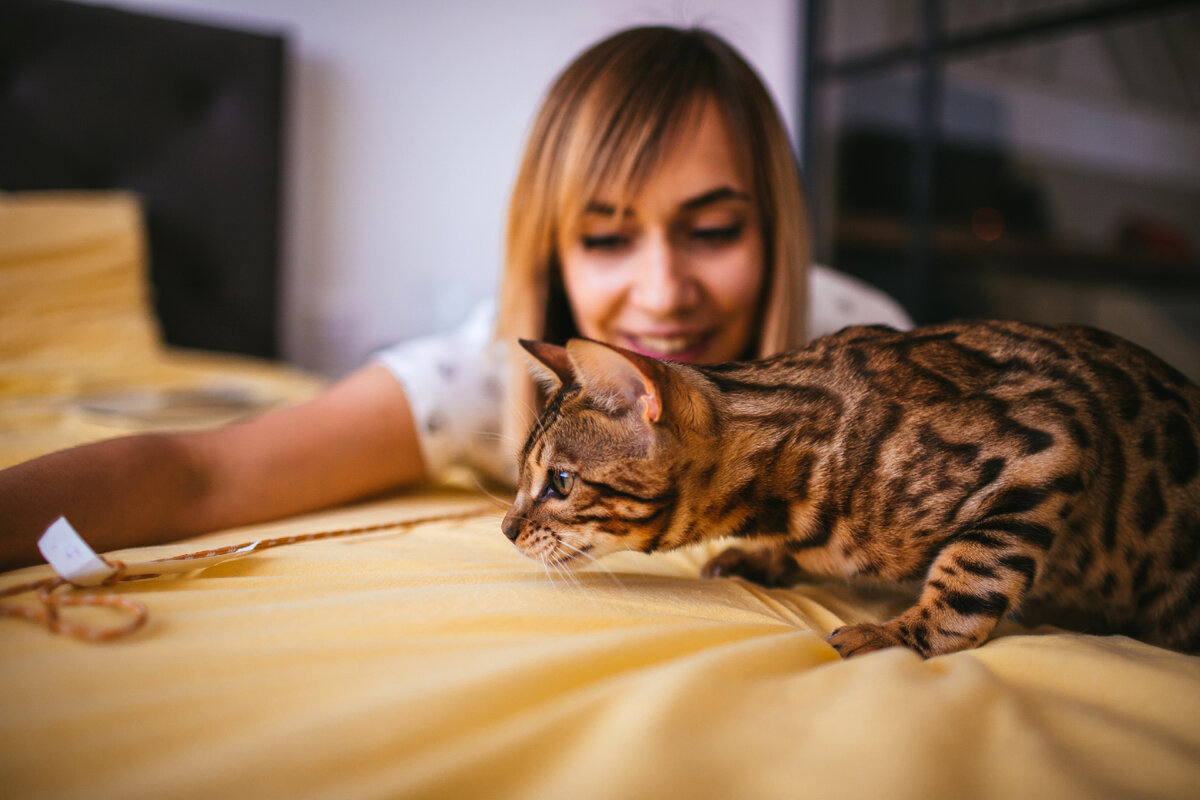 Если у вас аллергия, привести в дом кошку становится почти несбыточной мечтой. Тем не менее существуют гипоаллергенные породы, которые подойдут вам.