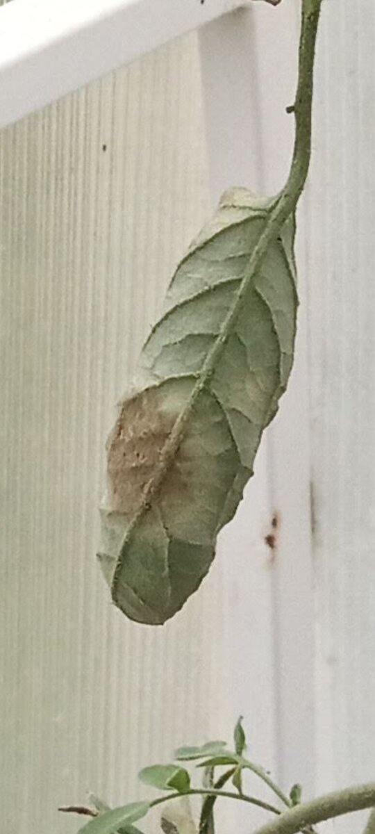 Кладоспориоз. Однажды пришел очень рано, уже в июне я била в колокола, искала хоть что-нибудь, хоть какое-нибудь эффективное средство, чтобы сохранить урожай.