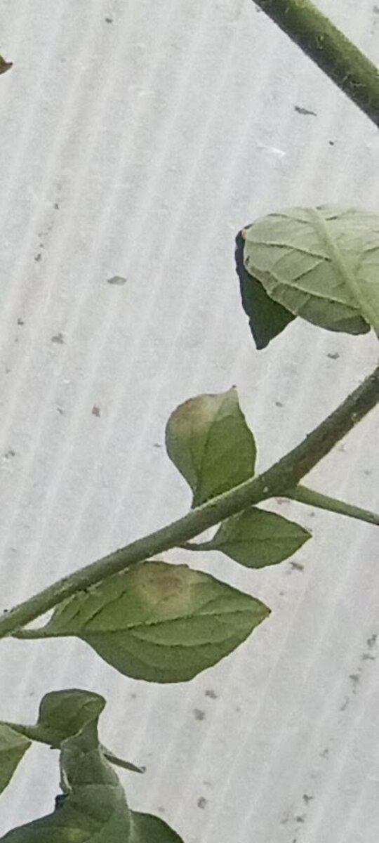 Началось с одного кустика, сразу и не заметила.