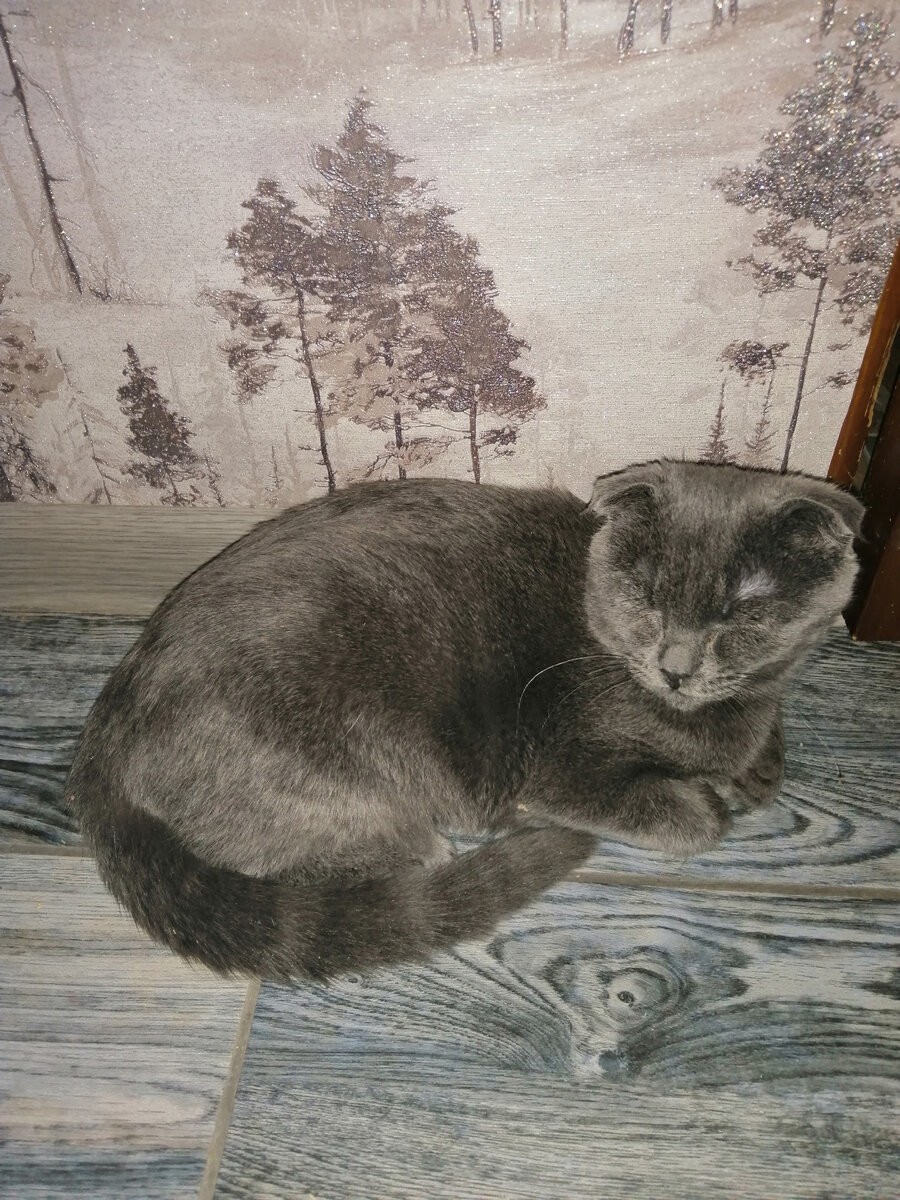 Тоже спасеныш. Моя кошка Муфта. Была подкинута мне месячным котёнком в вентиляционную трубу под дом. Полдня вытаскивали. А может, надо было там оставить?