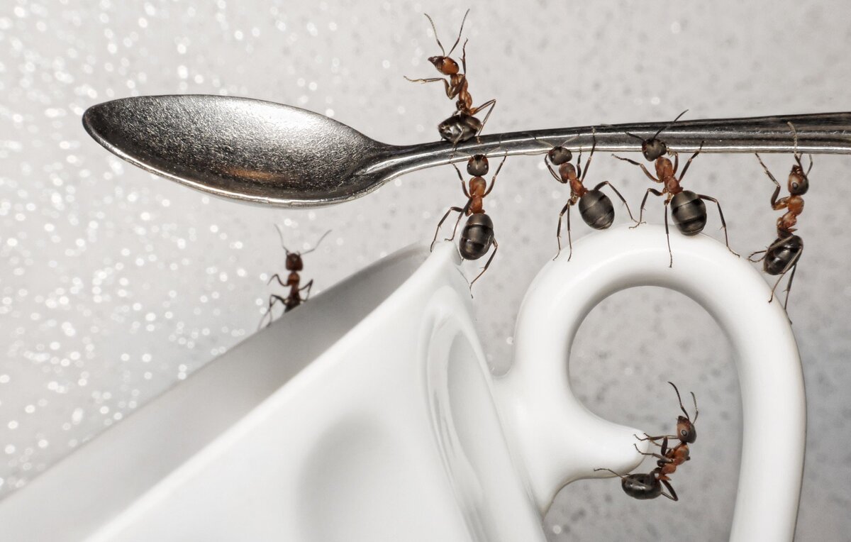 Увидев несколько муравьёв на кухне, многие не придают этому значения: ну заползли с улицы – не страшно. Однако бывает, что насекомых становится всё больше и больше.