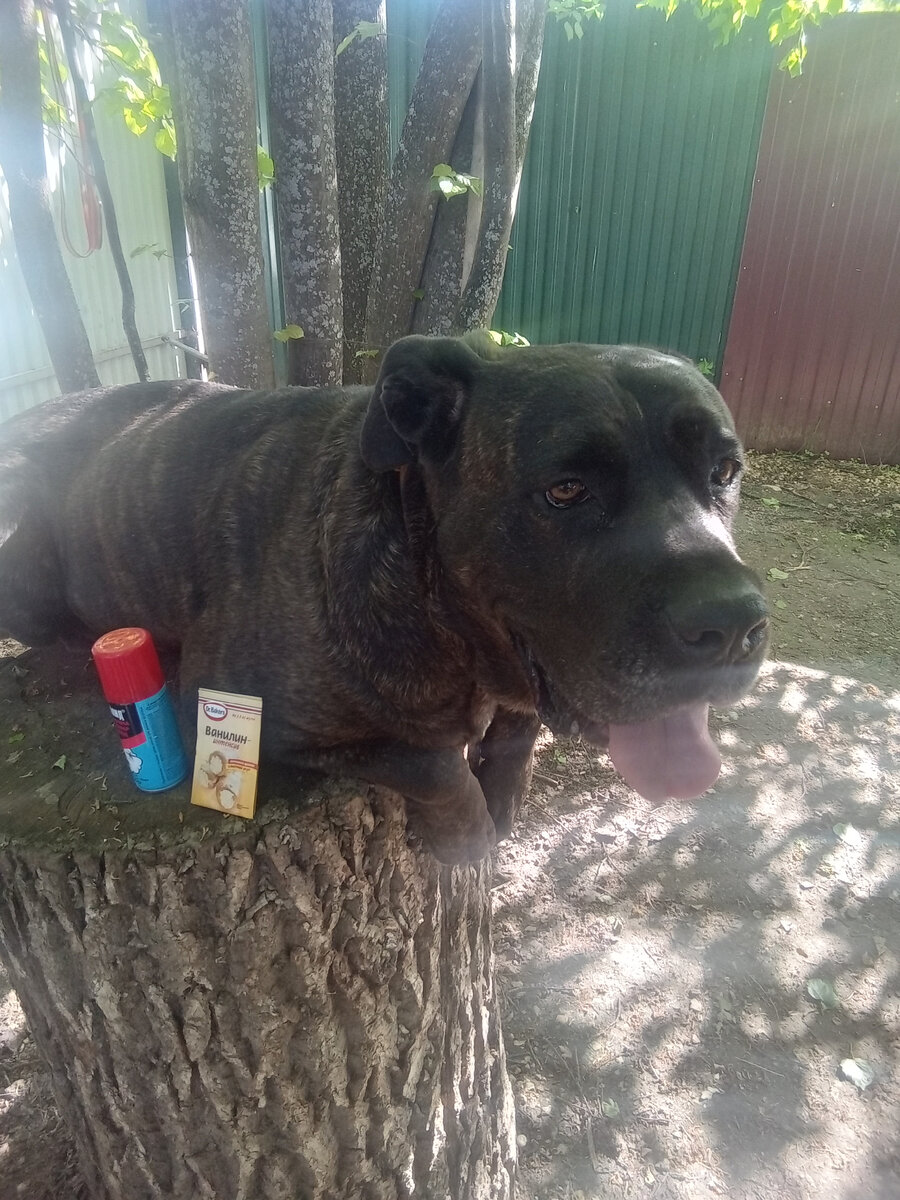 Фото автора. Рефтамид самое мощное средство, но на мошку действует только 20 минут!