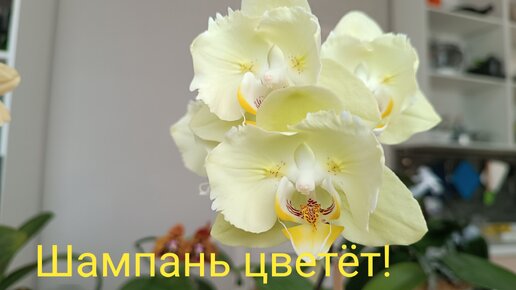 Полный роспуск орхидеи бабочки P. Champagne!🌺
