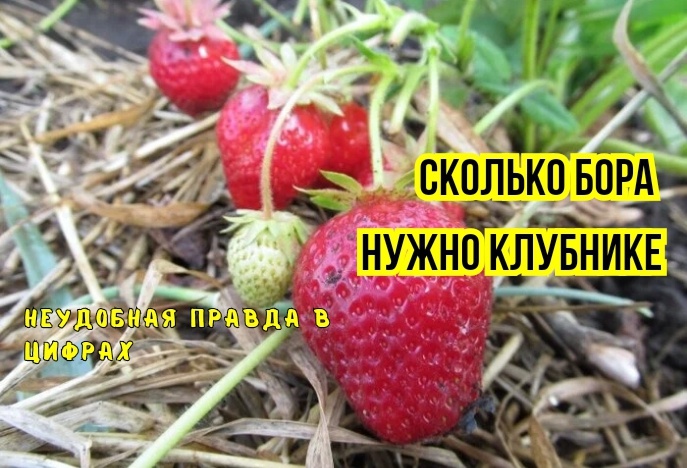 Почему мы неправильно подкармливаем клубнику бором: 3 ошибки и советы агрономов. И почему бор во время цветения не увеличит количество ягод