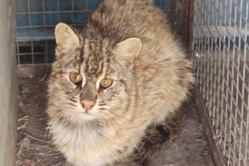    Фото пострадавшего лесного кота. Источник: пресс-служба Центра «Тигр»