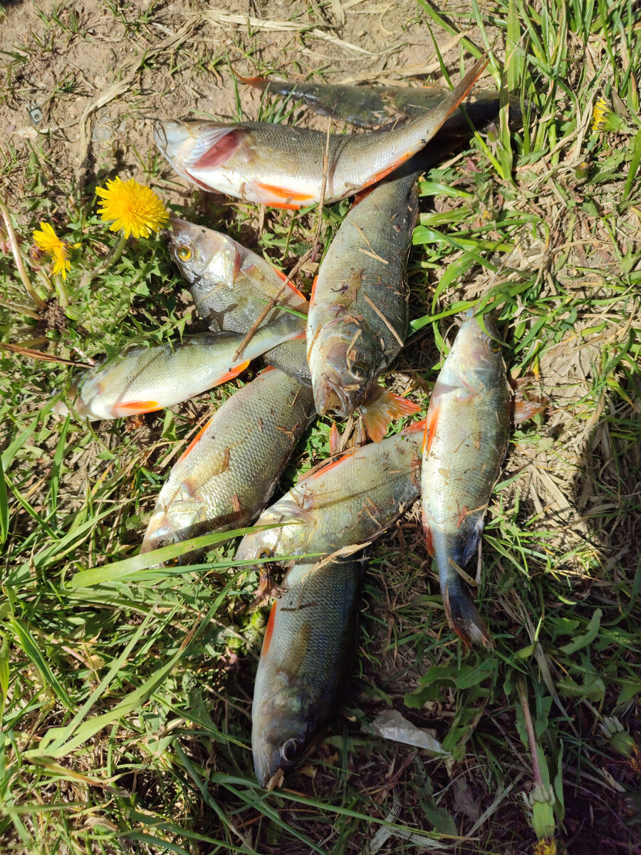 Мелкий окунь