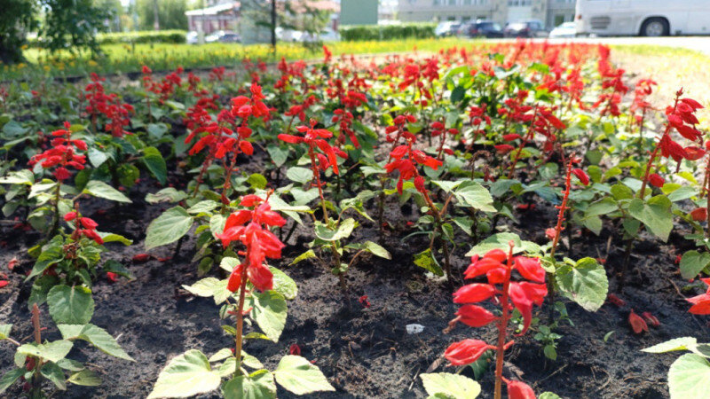     В Барнауле продолжают высаживать цветы. Администрация города