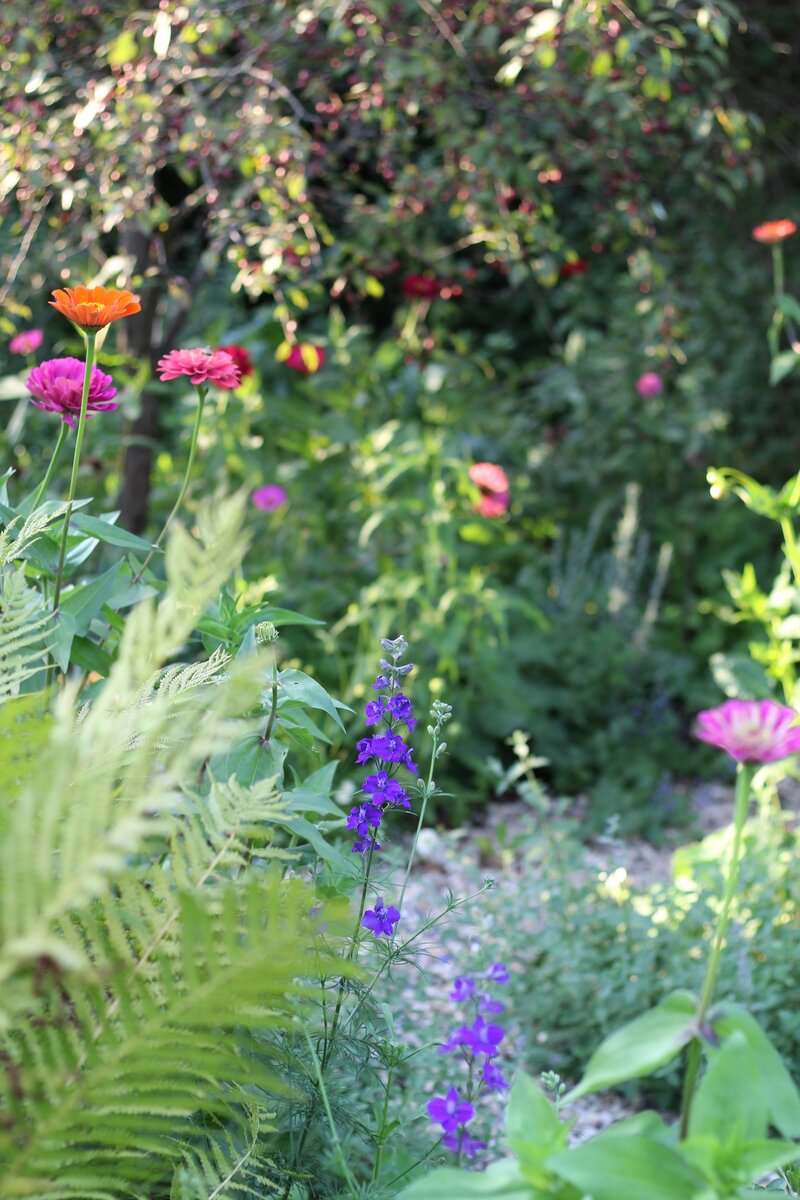 С удовольствием сею летники в грунт: мой топ-4. Растение третье ...