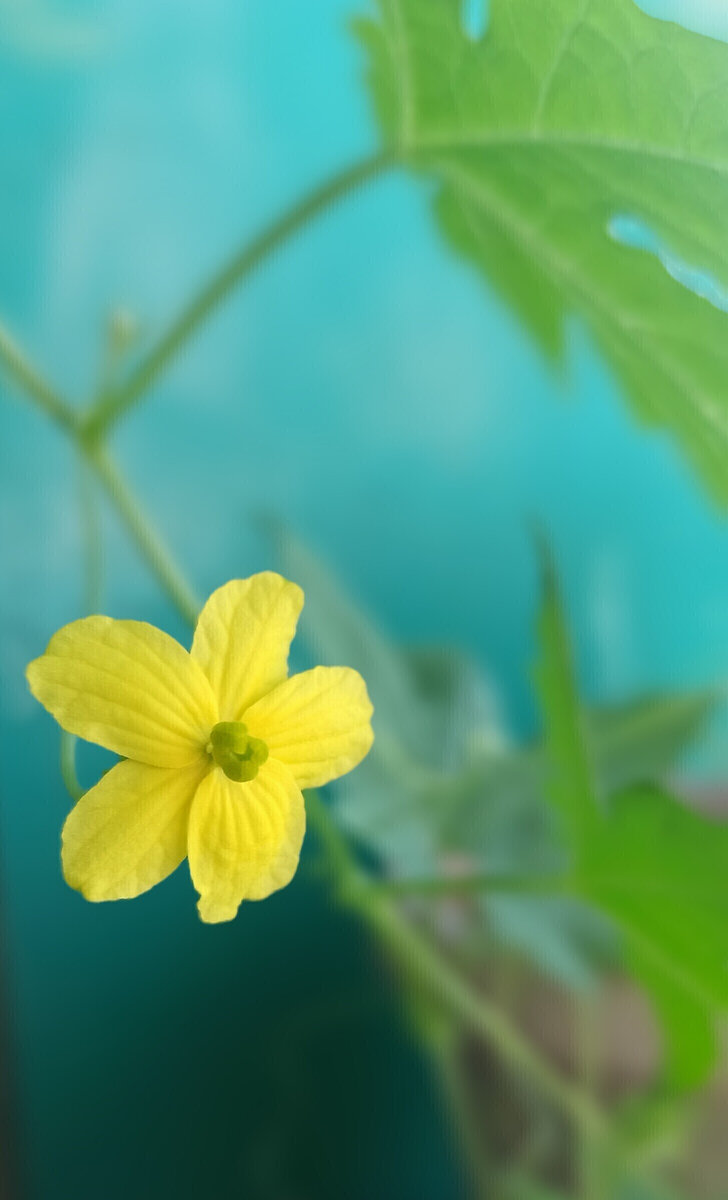 Первый цветочек на балконе.