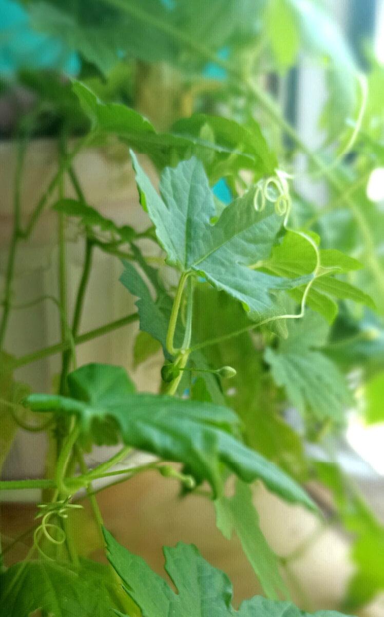 На балконе зацвела в мае.