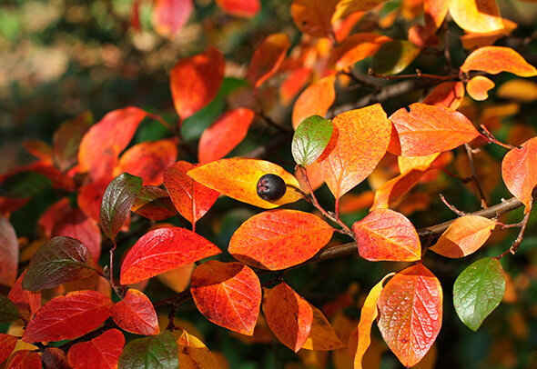    Кизильник блестящий. Фото: shutterstock.com