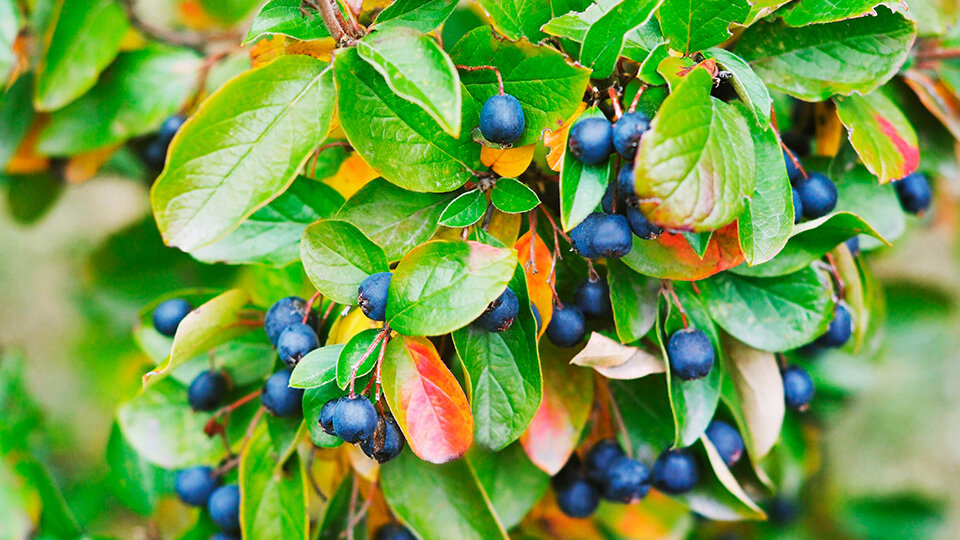 Кизильник блестящий. Фото: shutterstock.com 