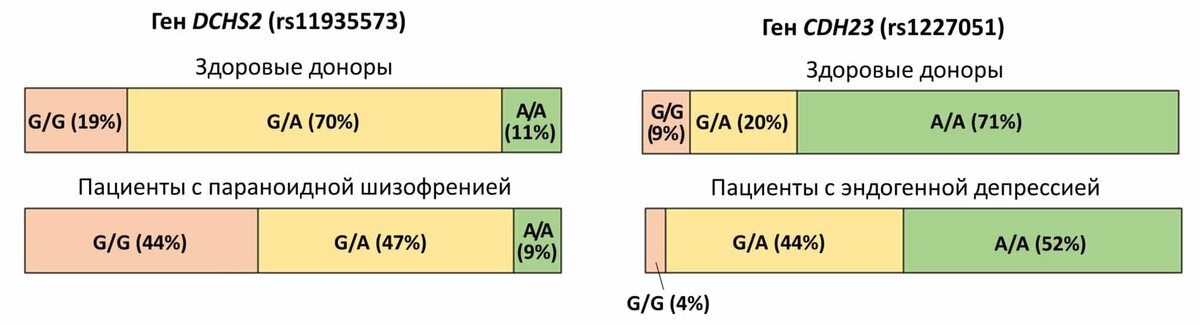    Анализ распространенности вариантов генов, вовлеченных в процессы развития мозга, у пациентов, страдающих шизофренией и депрессией, в сравнении со здоровыми добровольцами / © Максим Карагяур, пресс-служба РНФ