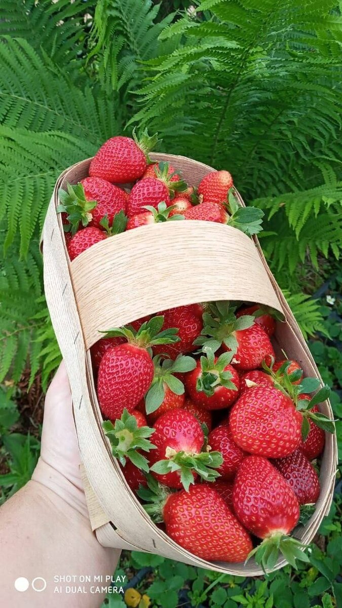     Источник: vdk_tiger_vladivostok