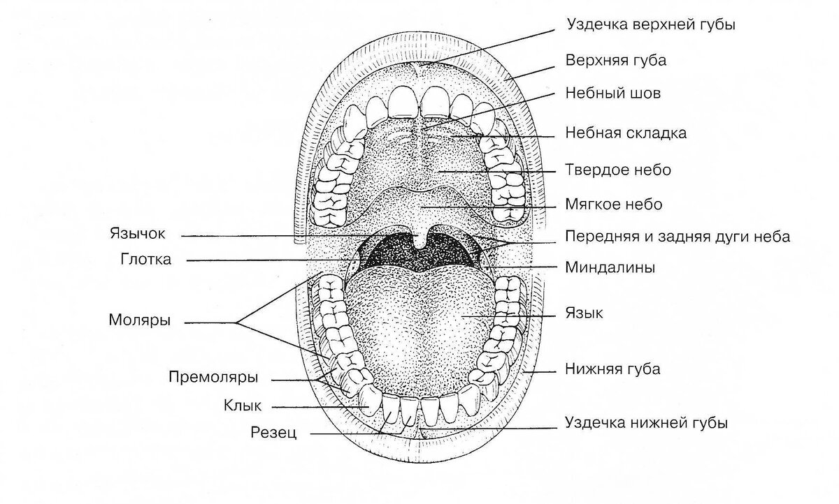 Строение ротовой полости