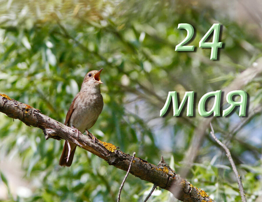     А что у нас в календаре? 24 мая