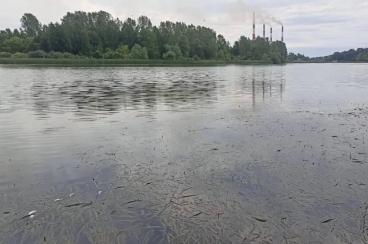    В водоёме погибло более 4 тысяч экземпляров рыб.